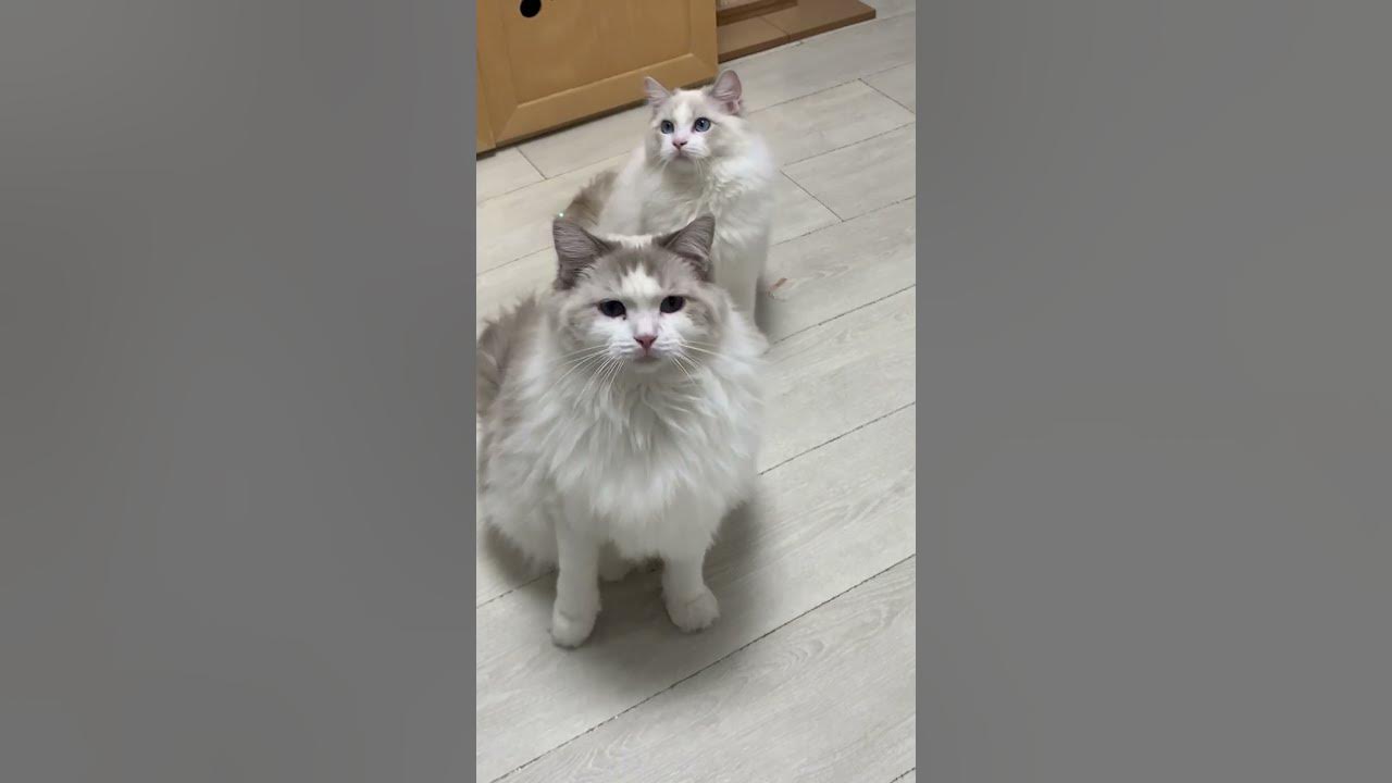 랙돌 캐터리의 흔한 일상, 귀여운 고양이들이 너무 많아서 황홀함 ! | Ragdoll Cat Cattery - Youtube