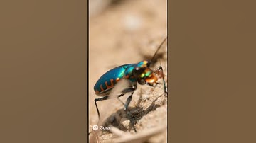 What kind of bug is this? #wildlife #viral #shorts #fypシ