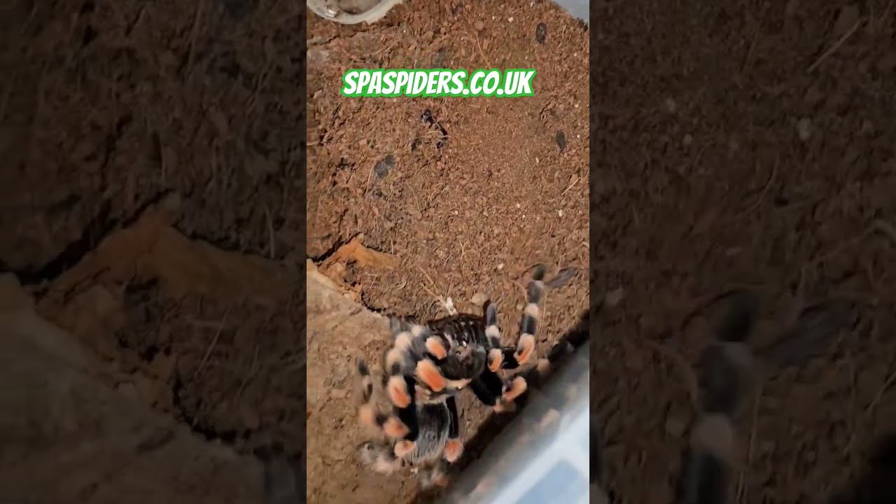 Giant black and orange spider #shortsvideo