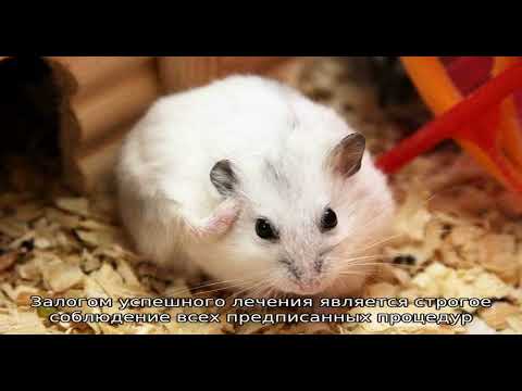 Почему хомяк чешется?