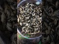 মনোসেক্স তেলাপিয়া মাছের পোনা 🐟#fishing #bdfish #carpfishing #trend #shorts