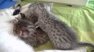 Egyptian Mau kittens 2015 part 2 by CatteryAsenka 1,875 views 8 years ago 10 minutes, 17 seconds