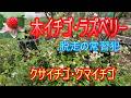 【木イチゴ・ラズベリー】脱走の常習犯 クサイチゴ・クマイチゴ 26/5/5