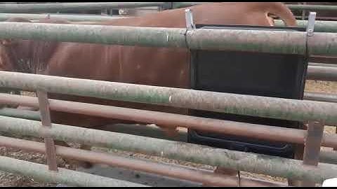 CIMA CONTROL CATTLE WITH IDENTIFICATION