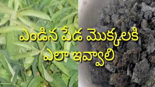 How to give dried cow dung to  plants/sweet potato plant