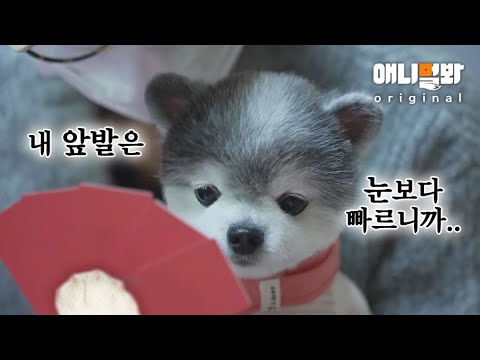 내가 개나리 핫도그로 보이냐”귀여운 외모에 그렇지 못한 취미ㅣSurprise Hobby Of A Doggo <strong>With</strong> A <strong>Dolly</strong> Face