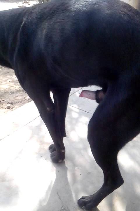 Perro follando Perro follando
