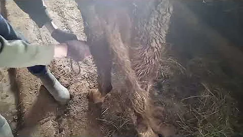 если корова брыкается . антибрык не нужен ( дополнение )