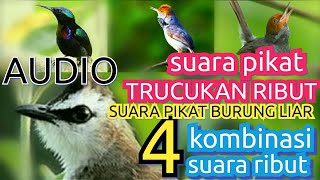 SUARA BURUNG TRUCUKAN RIBUT