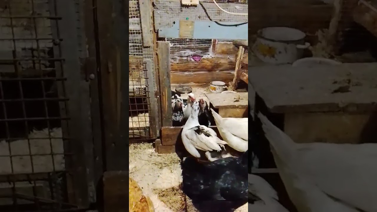 Птичник в мороз минус 32.