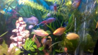 Аквариум Ашхабад(Ашхабад., 2016-05-26T12:46:29.000Z)