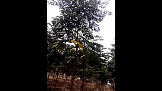 మలబార్ వేప చెట్ల కొమ్మలను తీసివేయడం......(Removing Malabar Neem tree branches...)