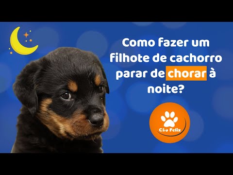 Vídeo: Como parar o cachorro Humping