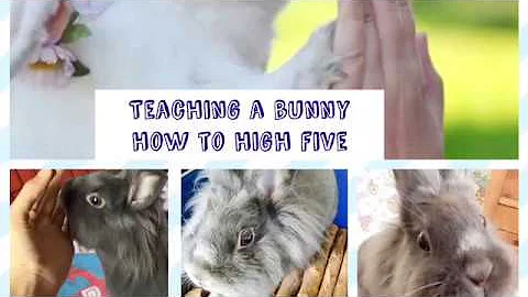 Teaching a bunny how to high five!