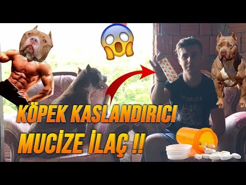 Video: Köpekler Için Steroidler - Köpek Steroidleri