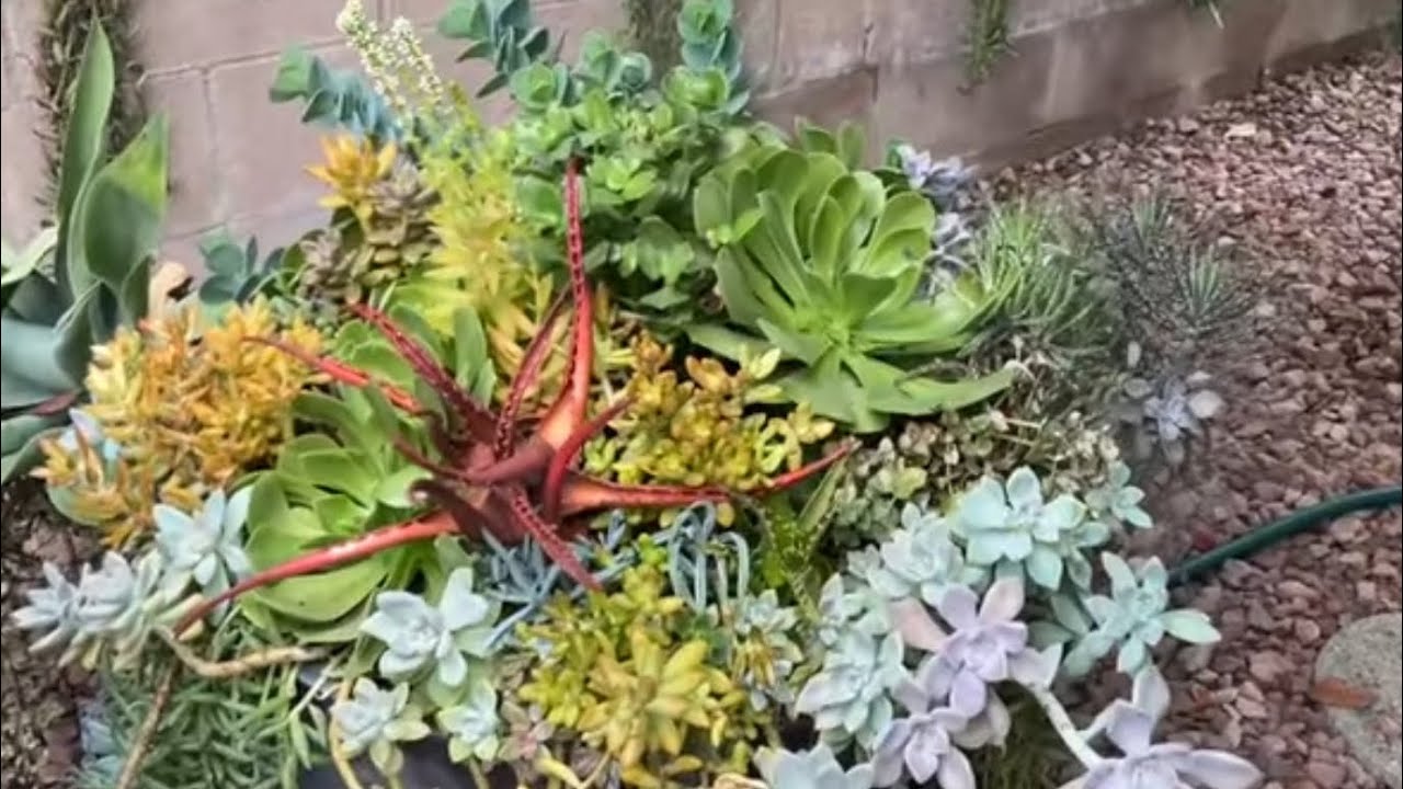 Sukulent vlog 65
