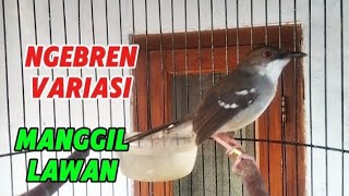 Masteran Ciblek nembak ngebren ciblek gacor ngebren variasi