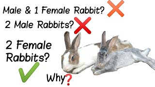 2 female rabbits
