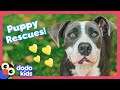 Can Rescuers (And A Cat?) Help Scared Dogs Feel Happy? | Dodo Kids | Rescued!