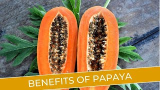 Papaya Power: Unleash the Benefits