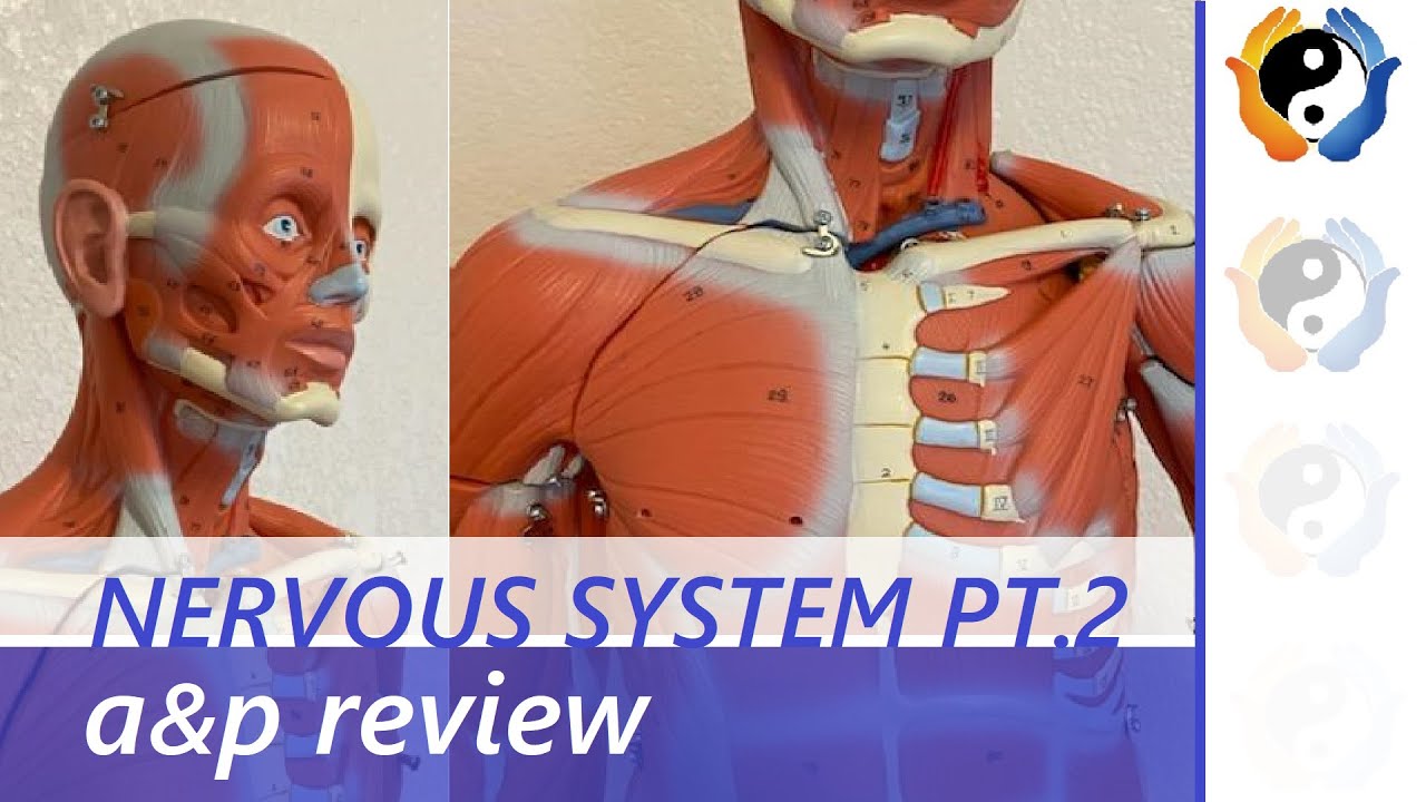 Nervous System Review: Part 2 - YouTube