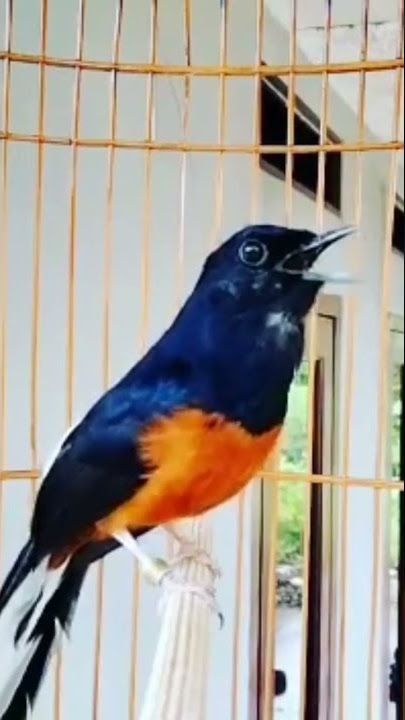 murai batu suara tengkek buto #muraibatu #muraibatugacor #murai #birds #bird #animals #animal