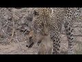 (Queen Karula)Leopard Kill  Live From Wild Earth Live Sunset Safari Drive Oct 09, 2016