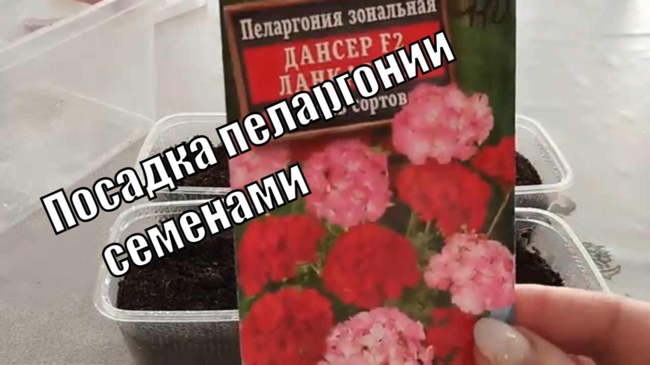 Посев ПЕЛАРГОНИИ семенами в домашних условиях. Как получить хорошие ...