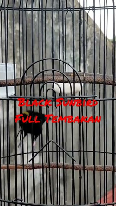 Kolibri Black Sunbird Full Tembakan || Black Sunbird Gacor