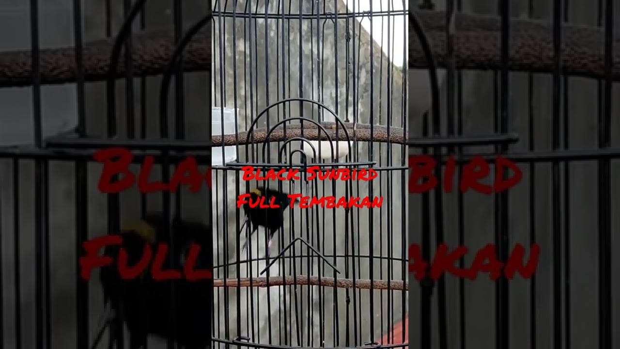 Kolibri Black Sunbird Full Tembakan || Black Sunbird Gacor