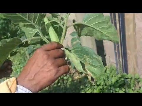 Faayidaa Mukaa Boofaafi Banjii