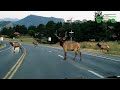 Attention animals on the road  cars accidents