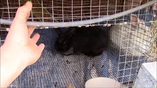 The Best Breed of Rabbit to Raise for Meat: The SR Rabbit Update 11-8-16