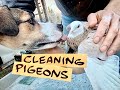 BABYLON PIGEONS #24 - Cleaning Birds with Dawn