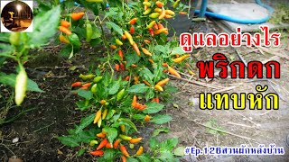 พริกดกกิ่งแทบหักดูแลอย่างไร #Ep.126สวนผักหลังบ้าน