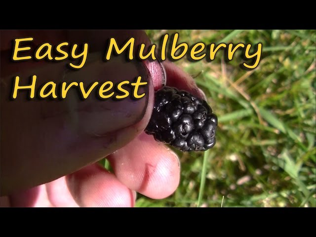 How to Plant and Grow a Mulberry Tree - Harvest to Table