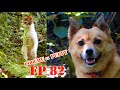   puppy kuttan webseries ep 82  malayalam comedy talking dog puppykuttan