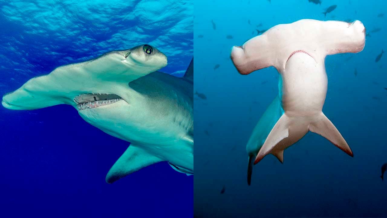 Discover The Magic Of Hammerhead Sharks And The Surprising Truth About