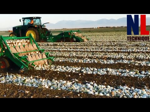 Onion Farming Technology: Harvesting and Processing in Factory