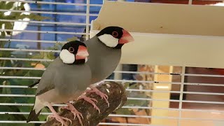 Padda birds || Burung Gelatik || Java finch || Java Sparrow