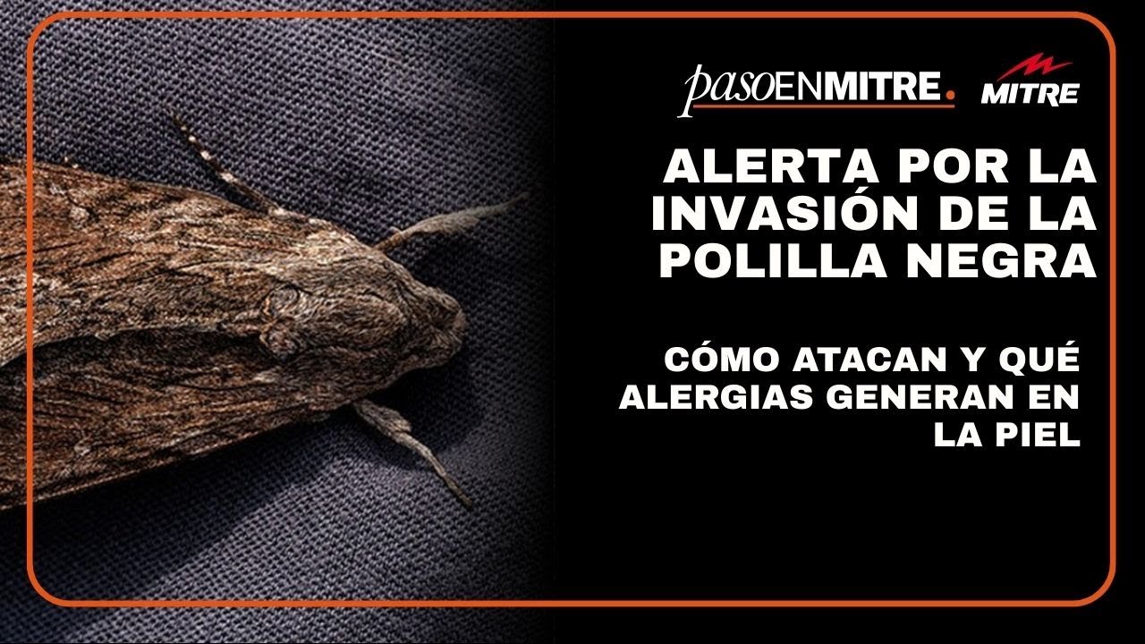 Alerta por la invasión de la polilla negra: cómo atacan y qué alergias generan en la piel