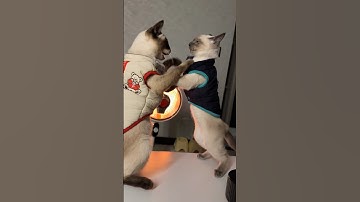 静音模式掐架 #cat #喵哥是萌新 #宠物 #暹罗猫 #cute