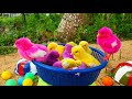 Catching chickenscute chickensrainbow chickenscolorful chickensrainbow chickensanimals cute 115