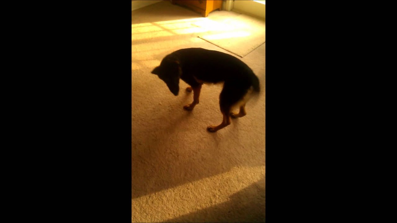 Funny Dog chasing laser pointer YouTube