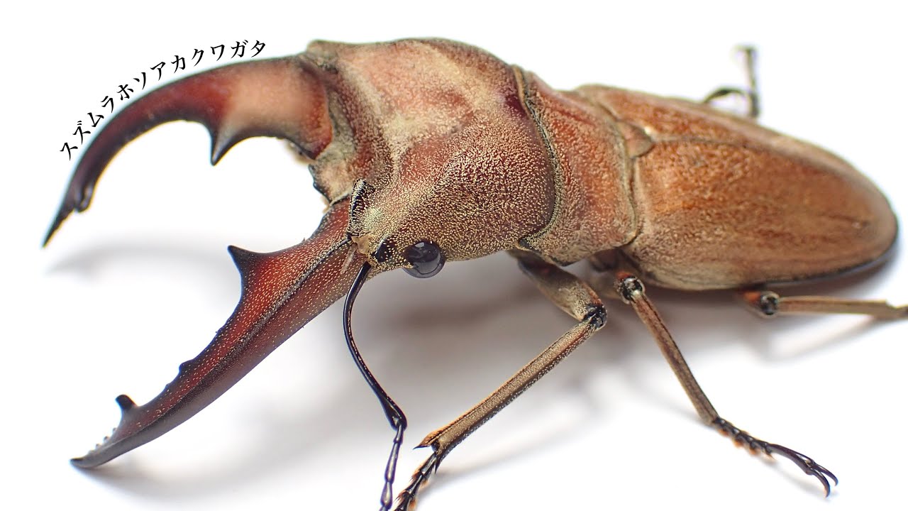 Record-breaking adult stag beetle dug up [Stag beetle breeding