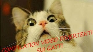 Compilation Gatti divertenti   2016