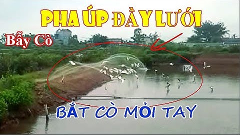 Pha Úp Cò Bắt Mỏi Tay - Hành Trình Theo Chân Thợ Bẫy Cò/ Bẫy Cò Trên Cánh Đồng Lúa T87