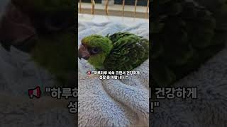&quot;쟈딘 앵무새, 강아지처럼 애교 많다고?  | 이유조 1일 3회 이유식 중!&quot;