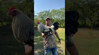 Giro De   Para    De Merida Yuc