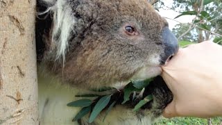 Koala Noms On Hand